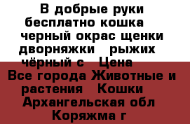 В добрые руки бесплатно,кошка,2.5черный окрас,щенки дворняжки,3 рыжих 1 чёрный,с › Цена ­ - - Все города Животные и растения » Кошки   . Архангельская обл.,Коряжма г.